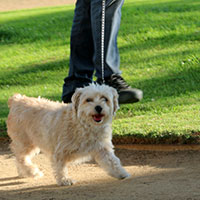 Dog Walking